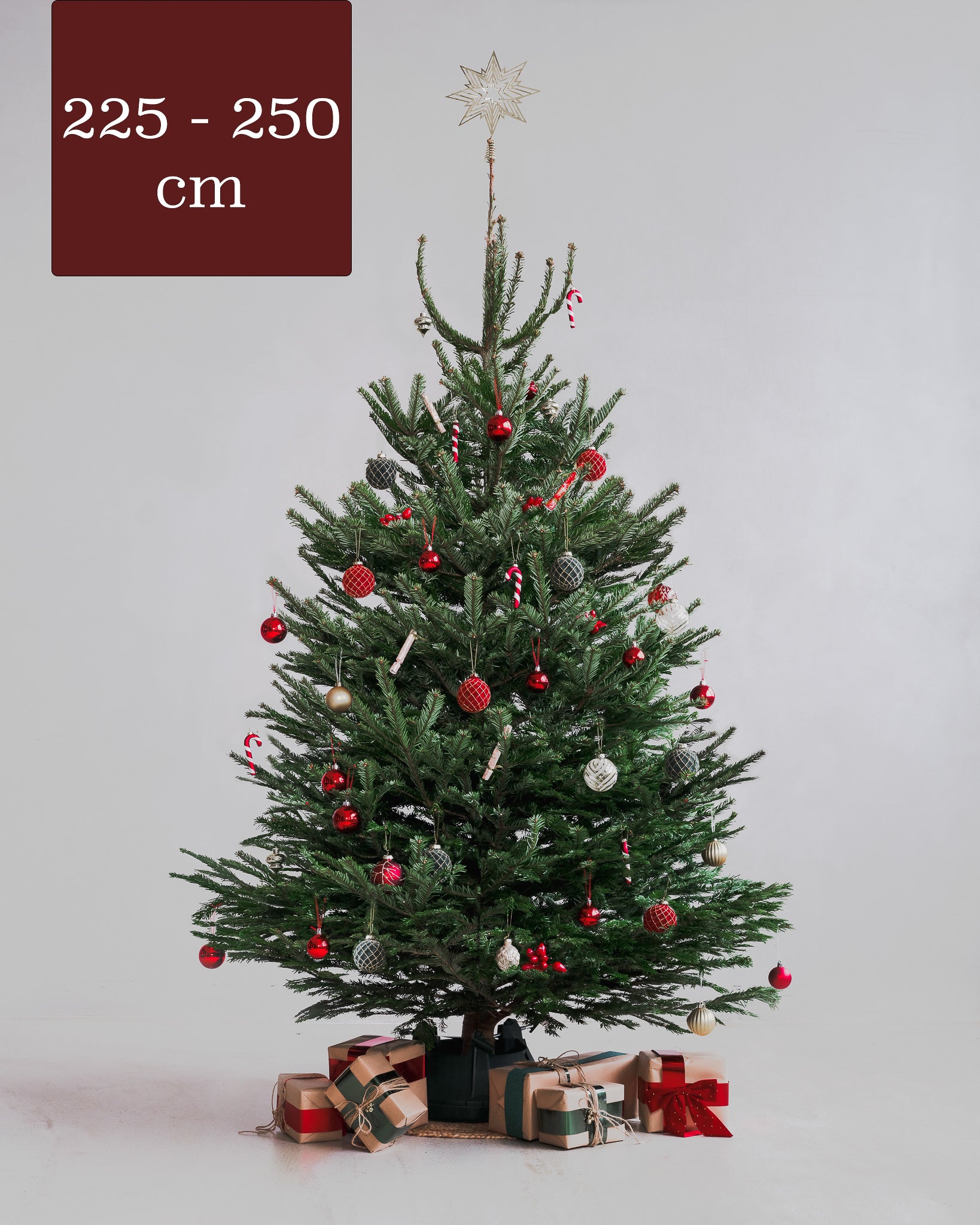 Nordmann fir 225-250 cm