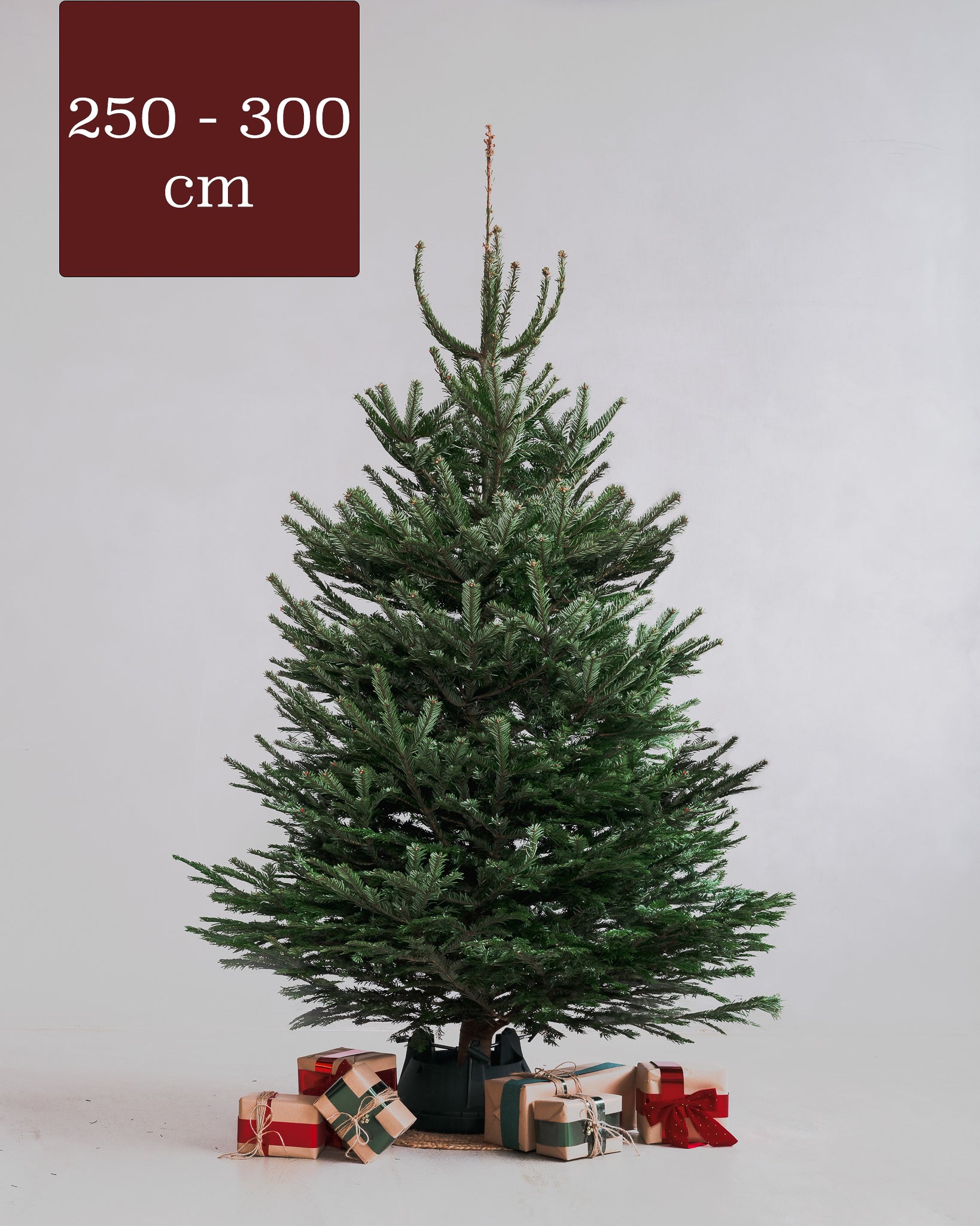 Norway spruce 250-300 cm